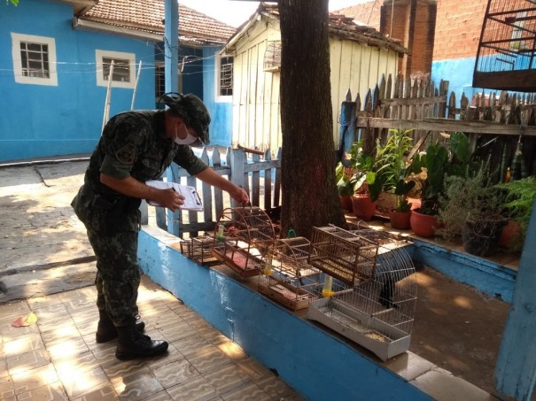 Operao Francisco De Assis Resgata Aves Silvestres Mantidas Em Cativeiro