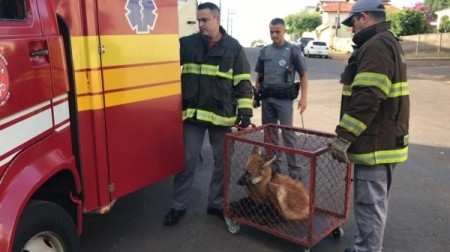 Prefeitura de Adamantina e Bombeiros orientam em caso de aparecimento de animais silvestres