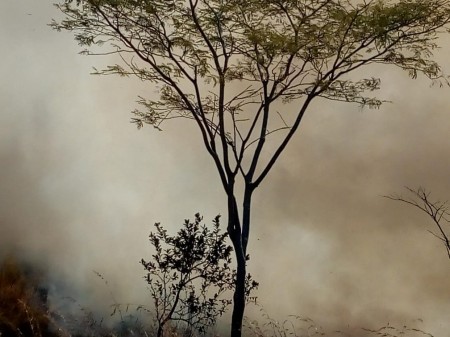 Incêndio destrói quase 40 hectares de vegetação em fazenda em Martinópolis