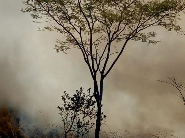 Incndio destri quase 40 hectares de vegetao em fazenda em Martinpolis