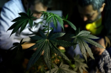 Anvisa realiza audiência pública para discutir a liberação do cultivo de maconha medicinal