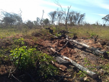 Mulher recebe multa de quase R$ 78 mil pelo corte ilegal de 173 árvores em Martinópolis