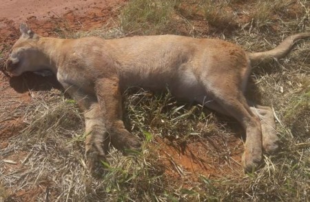 Onça é encontrada morta na SP-294 em Flórida Paulista