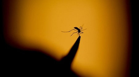 Dengue: sobe para 454 o número de casos confirmados da doença em Osvaldo Cruz