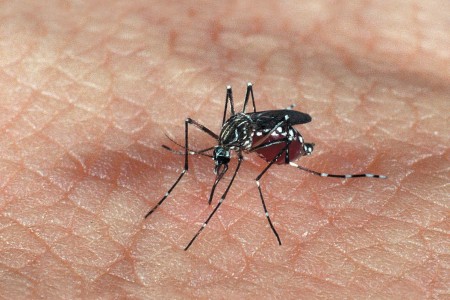 2019 é o segundo ano com maior número de mortes por dengue