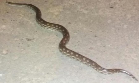 Cobra de mais de um metro 'passeia' pela Popular Nova em Flórida Paulista e é capturada pelos Bombeiros