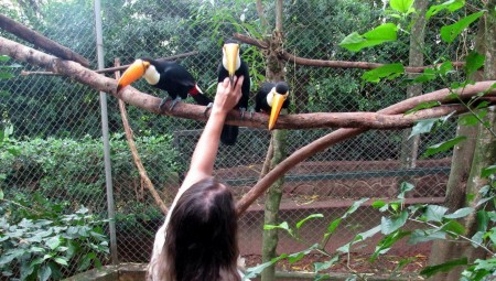 Vítimas do tráfico de animais, filhotes de tucano se recuperam e chegam ao aviário da Cidade da Criança