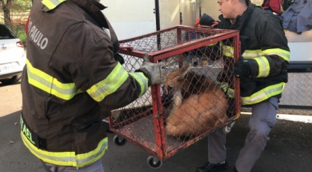 Bombeiros capturam lobo-guará em casa na região do Parque dos Pioneiros