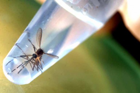 Sobe para 195 o número de casos de dengue confirmados em Tupã