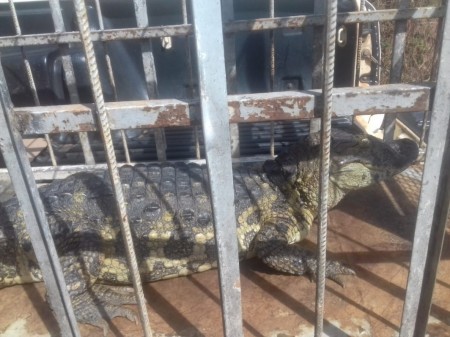 Jacaré é capturado em lagoa de tratamento de esgoto de penitenciária em Pacaembu