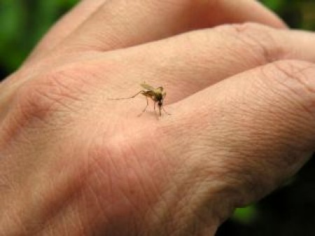 Confirmado primeiro caso de Leishmaniose em humanos de 2019 em Tupã