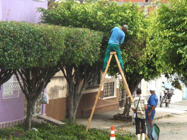 Secretaria de Meio Ambiente de OC alerta para podas de manuteno de rvores