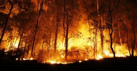 Incêndio de grandes proporções destrói plantações e área de preservação ambiental às margens da SP-294