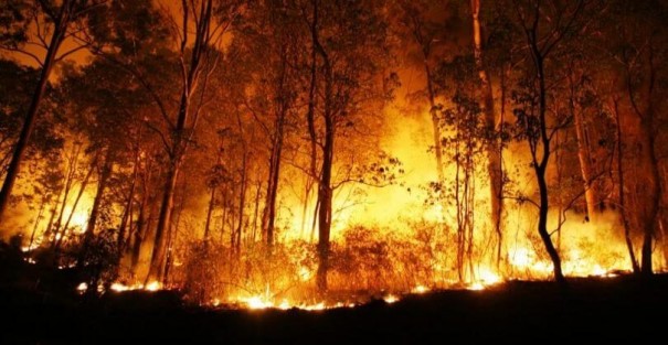 Incndio de grandes propores destri plantaes e rea de preservao ambiental s margens da SP-294