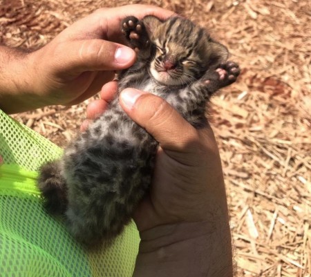 Trabalhadores de usina sucroalcooleira encontram filhote de gato-do-mato em meio a canavial em Junqueirópolis