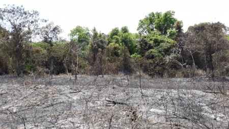 Danos ambientais provocados por queimadas em canaviais resultam em multas de quase R$ 1 milhão a usinas sucroalcooleiras