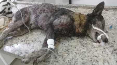 Cão é atacado com golpes de facão e recebe 140 pontos