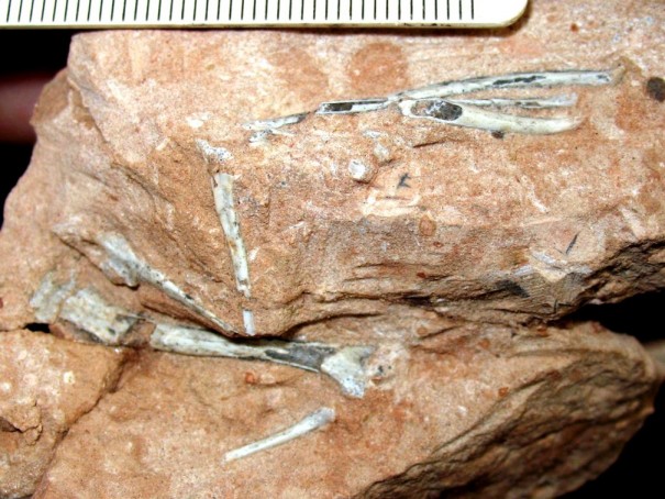 Descoberta de fsseis raros de aves da Era dos Dinossauros em Presidente Prudente completa 15 anos