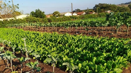 Projeto horta comunitária no Jardim Adamantina