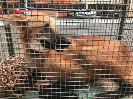 Lobo-guará é capturado pelo Corpo de Bombeiros no Centro de Dracena