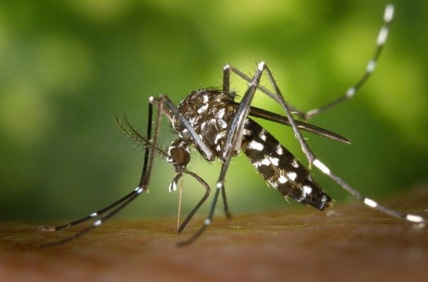 Em meio a pandemia, casos de dengue tambm preocupam a Vigilncia epidemiolgica de Parapu