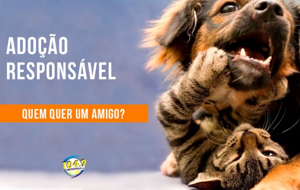 Adoo Responsvel: Confira os bichinhos disponveis nesta semana