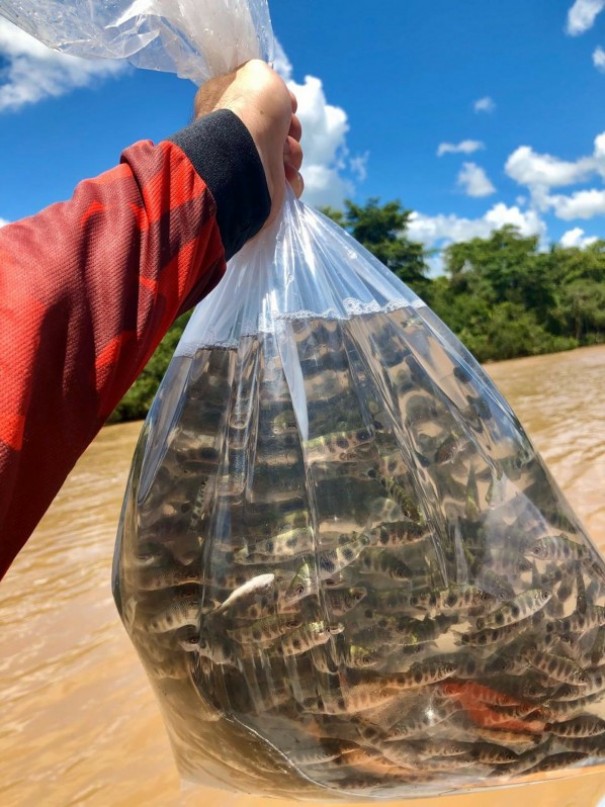 Associao de pescadores solta mais de 17 mil alevinos no Rio Aguape, em Rinpolis