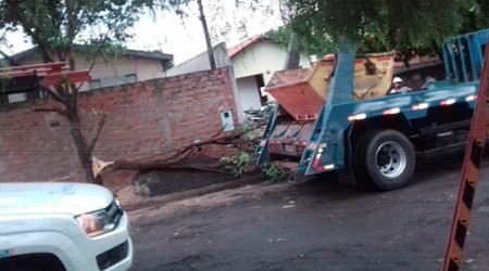 Caminhão derruba parte de árvore e fiação; sob risco de choque, motorista aguarda socorro no veículo