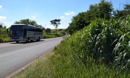 SP-294: Com mato alto em vários trechos, a visão e segurança de motoristas são comprometidas