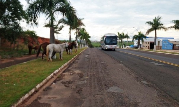 Prefeitura de Flrida Paulista aumenta valor da multa para animais soltos nas ruas e praas da cidade