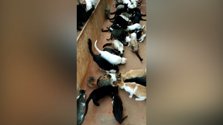 Grupo de proteção animal '9 Vidas' realiza campanha para doação de vacina para gatos abandonados