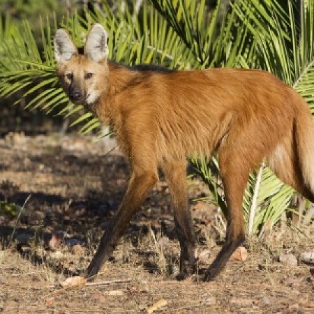 Banco Central lançará cédula de R$ 200 com imagem de lobo-guará