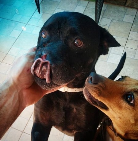 Cachorro abandonado com histórico de resgate emocionante está para adoção responsável