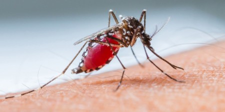 Dengue em OC: Número de casos confirmados é 942