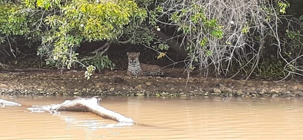 'Extremamente ameaada de extino', ona-pintada encontra no Morro do Diabo um ambiente protegido para a preservao da espcie