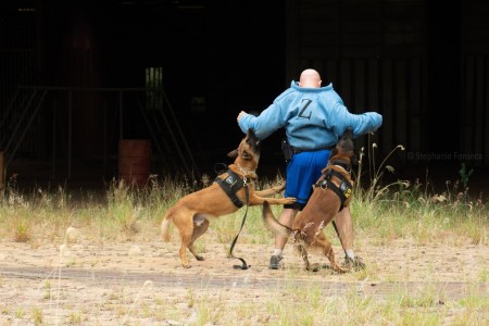 Em 42 meses, cães farejadores contribuem na apreensão de mais de 2 toneladas de drogas no Oeste Paulista