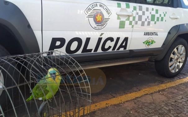 Polcia Ambiental de Tup apreende papagaio em residncia de Rinpolis