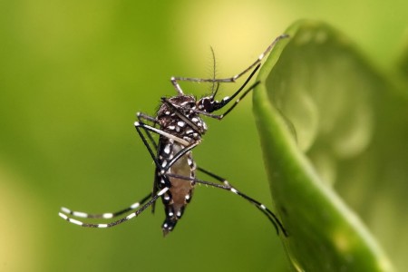 Osvaldo Cruz ainda não registrou casos positivos de dengue em 2021