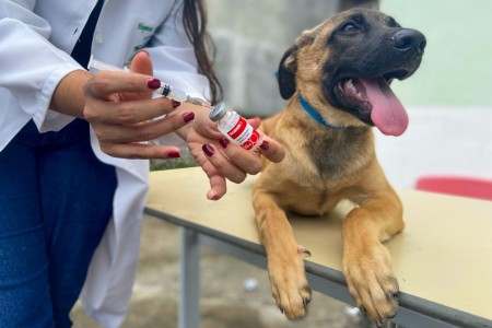 Última etapa do ano de vacinação contra a raiva animal e coleta de leishmaniose acontecem hoje em Osvaldo Cruz