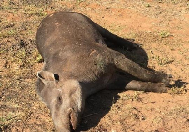 Anta  encontrado morta s margens da vicinal Osvaldo Cruz-Salmouro