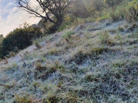 Geada e mínima de 2°C em Osvaldo Cruz: Confira as fotos enviadas pelos ouvintes da Metrópole FM