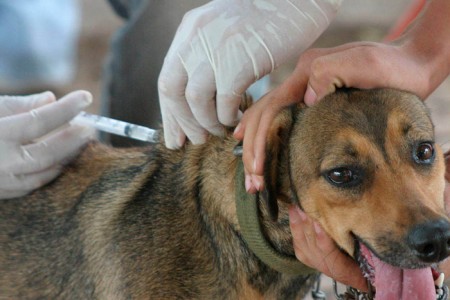 Prefeitura de OC suspende etapa de vacinação contra a raiva animal devido à chuva