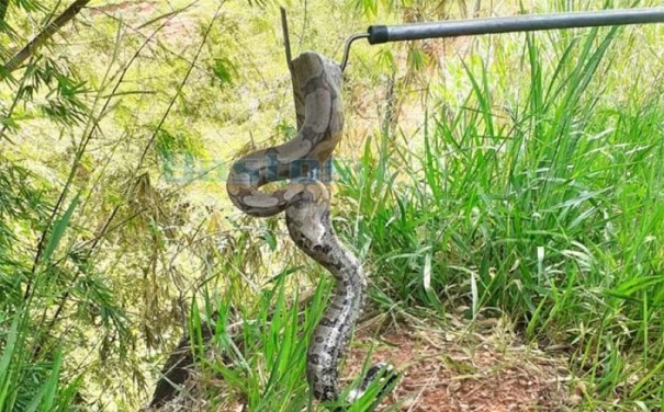 Corpo de Bombeiros de Tup captura jiboia em chcara localizada as margens de vicinal