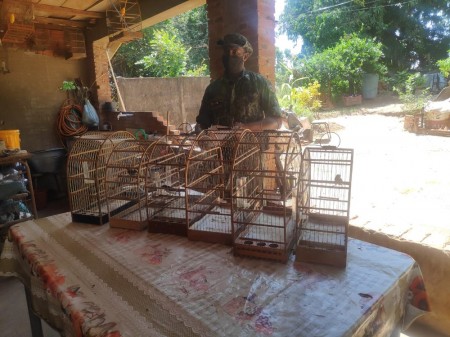 Rapaz é multado em R$ 3 mil por manter aves em cativeiro sem autorização, em Flórida Paulista