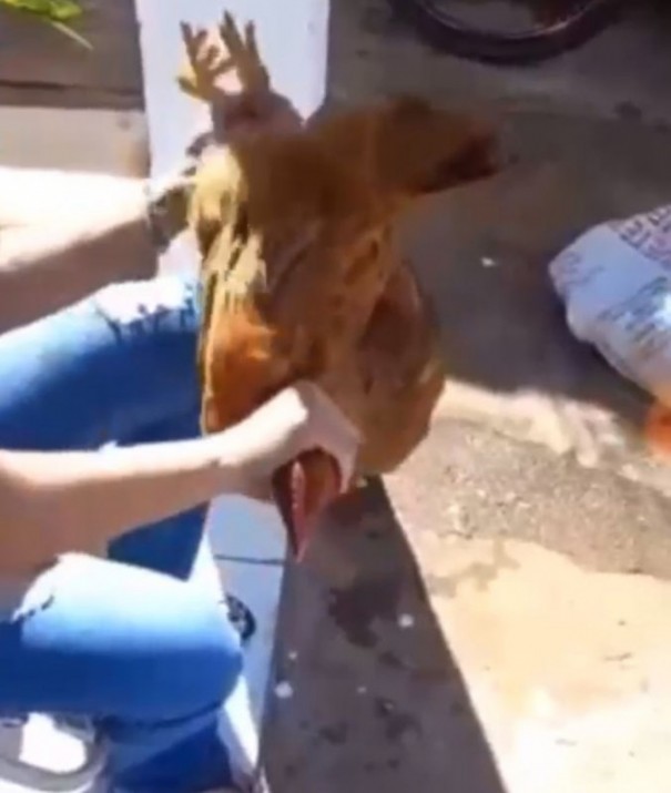 Enfermeira recebe multa de R$ 6 mil aps aparecer em vdeo matando frango em Osvaldo Cruz