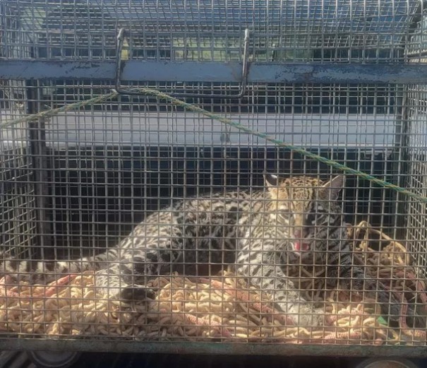 Ameaada de extino, jaguatirica  capturada no permetro urbano de Dracena e solta no Parque Estadual do Rio do Peixe