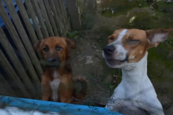 Em defesa dos animais, Cmara Municipal de Tupi Paulista aprova projeto que probe a venda do veneno 'chumbinho'