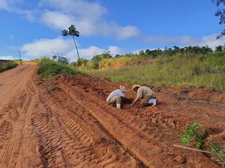 Presos participam do plantio de 350 mudas de árvores nativas na via de acesso à Penitenciária de Osvaldo Cruz