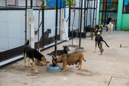 Tupã terá abrigo para animais de rua