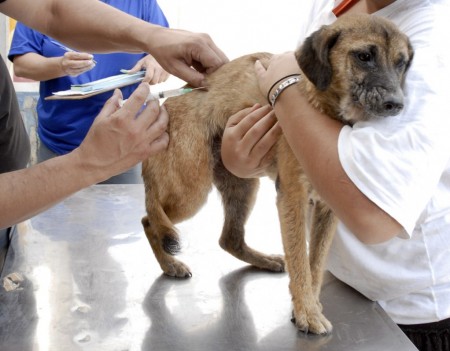 Vigilância Epidemiológica de OC realiza mais uma etapa de vacinação contra a Raiva Animal